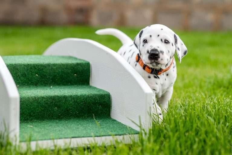 A-Wurf 29. Lebenstag (11)