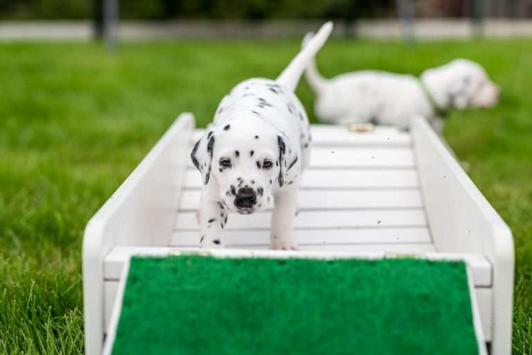 A-Wurf 29. Lebenstag (12)