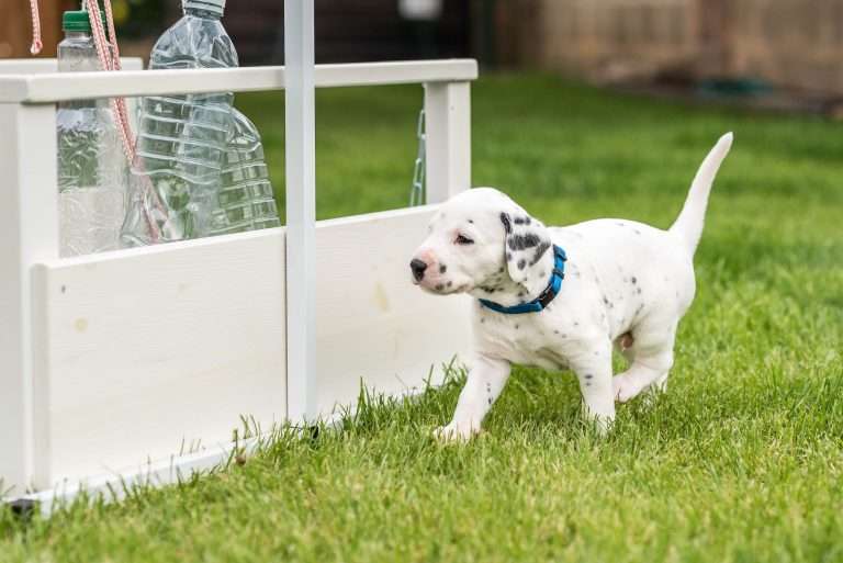 A-Wurf 29. Lebenstag (13)