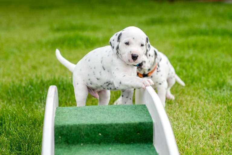 A-Wurf 29. Lebenstag (14)