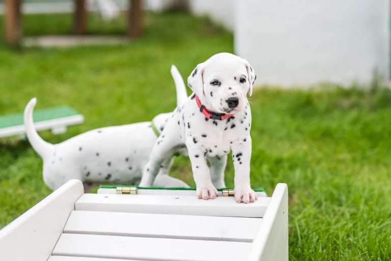 A-Wurf 29. Lebenstag (16)