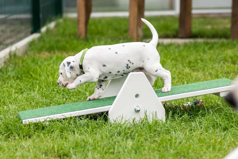 A-Wurf 29. Lebenstag (17)