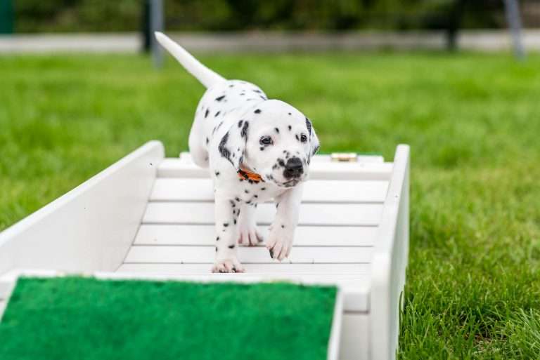 A-Wurf 29. Lebenstag (18)