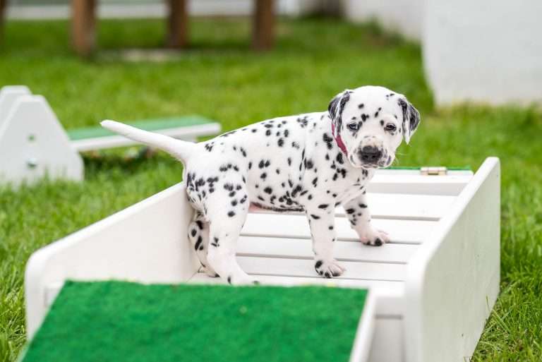 A-Wurf 29. Lebenstag (19)