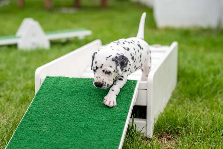 A-Wurf 29. Lebenstag (2)