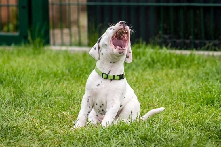 A-Wurf 29. Lebenstag (20)