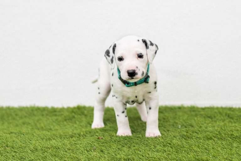 A-Wurf 29. Lebenstag (21)