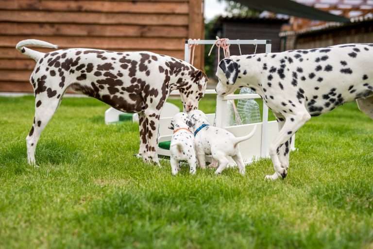 A-Wurf 29. Lebenstag (22)