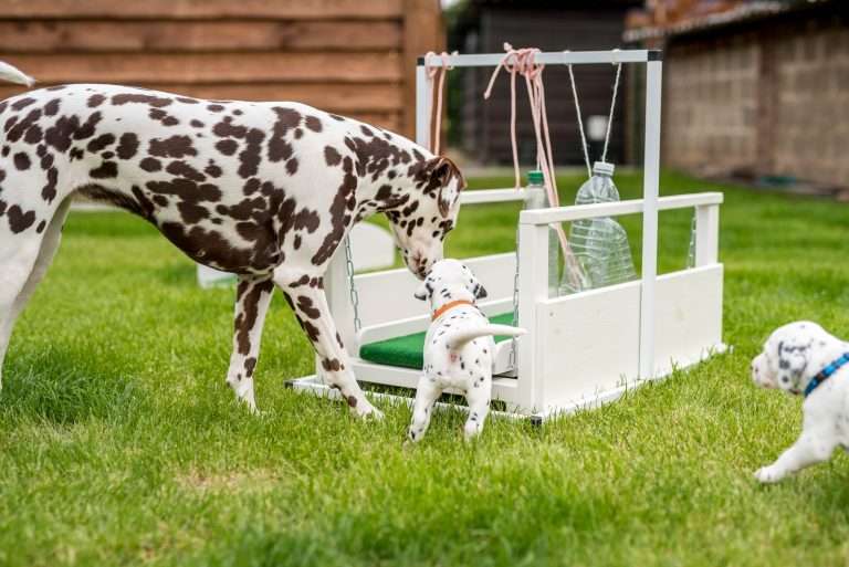 A-Wurf 29. Lebenstag (23)