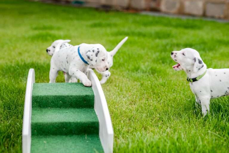 A-Wurf 29. Lebenstag (24)