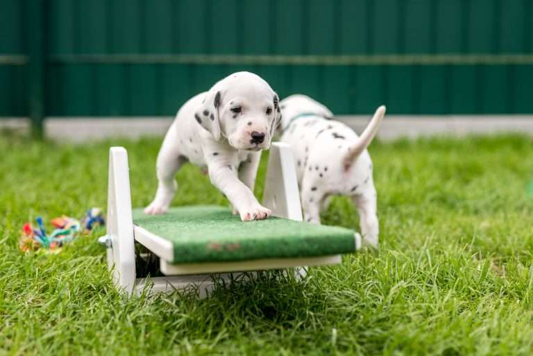 A-Wurf 29. Lebenstag (25)