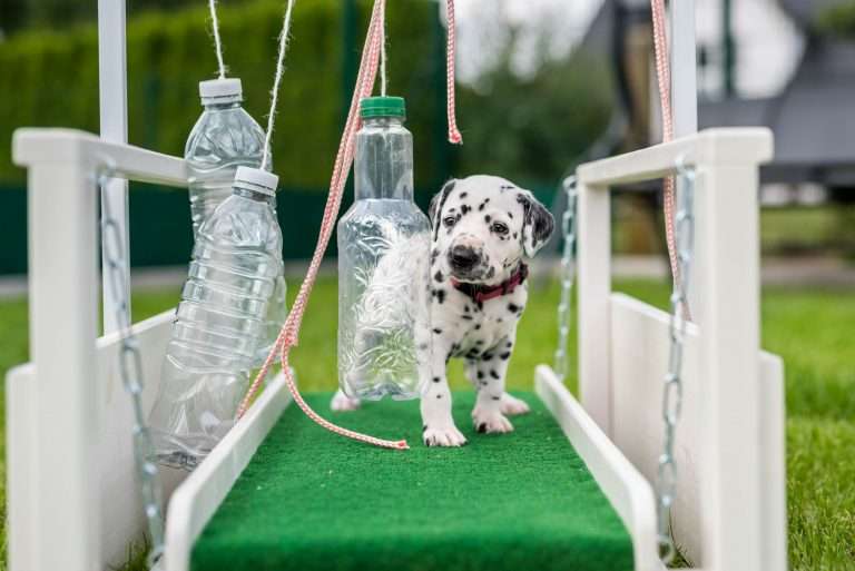 A-Wurf 29. Lebenstag (3)