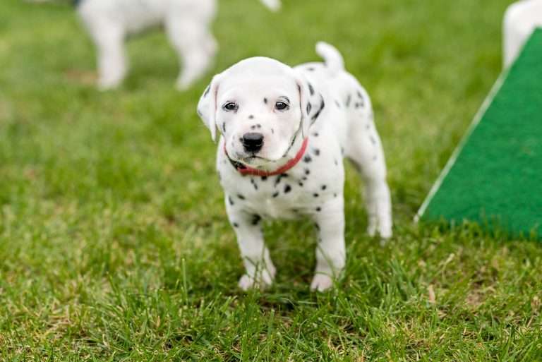 A-Wurf 29. Lebenstag (4)