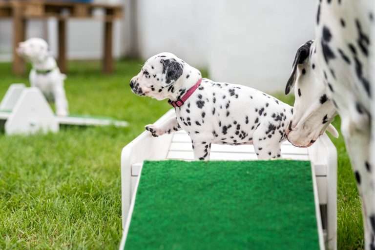 A-Wurf 29. Lebenstag (5)