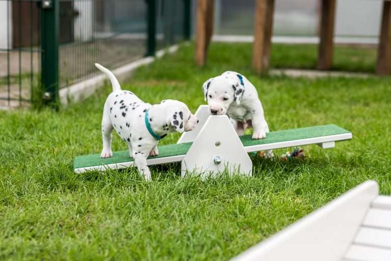 A-Wurf 29. Lebenstag (6)