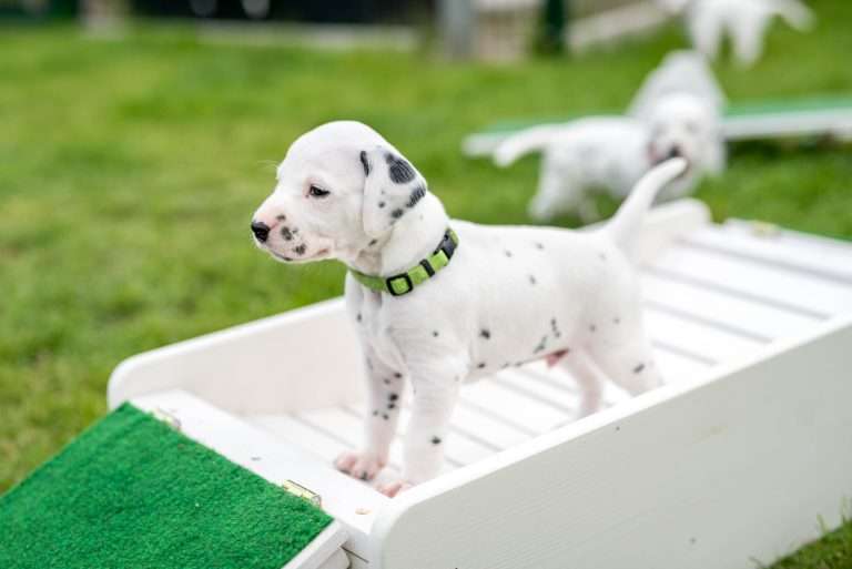 A-Wurf 29. Lebenstag (7)