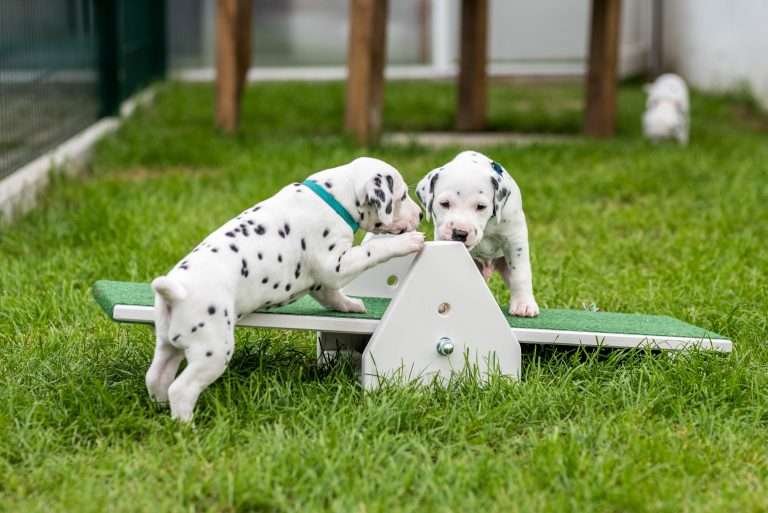 A-Wurf 29. Lebenstag (8)