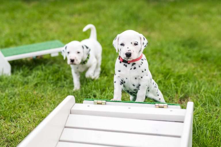 A-Wurf 29. Lebenstag (9)