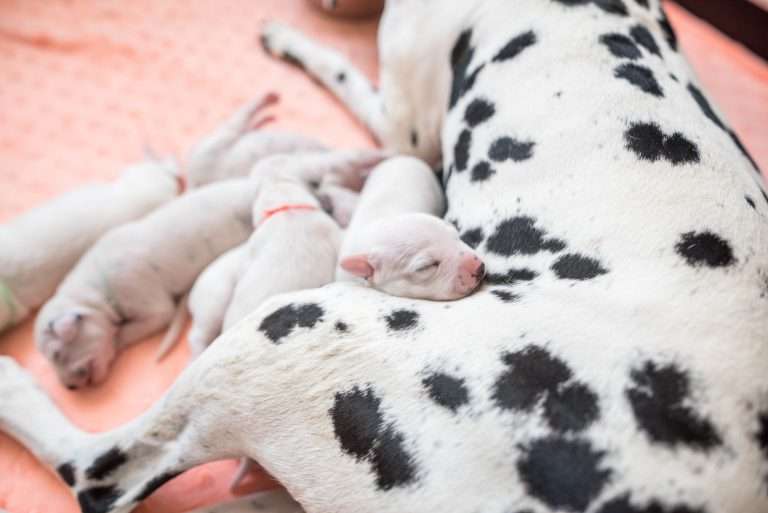 A-Wurf 5. Lebenstag (12)