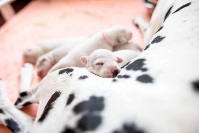 A-Wurf 5. Lebenstag (14)