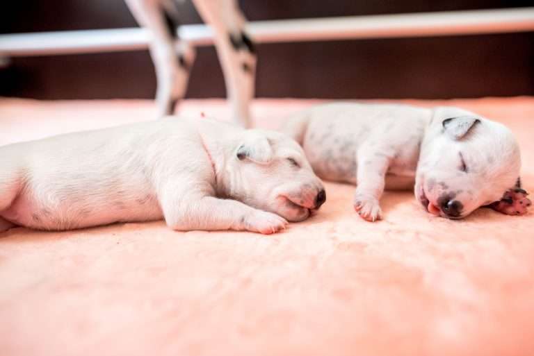 A-Wurf 5. Lebenstag (16)