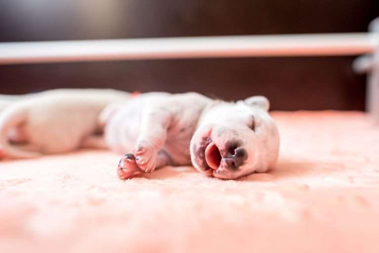 A-Wurf 5. Lebenstag (19)