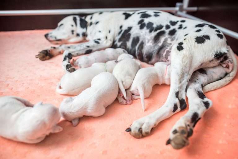 A-Wurf 5. Lebenstag (4)