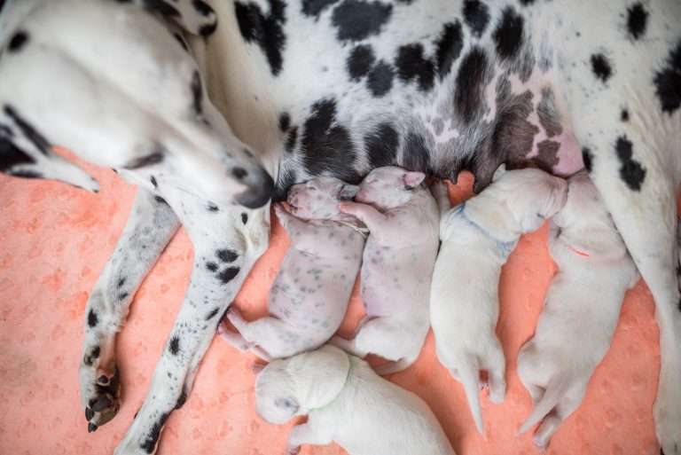 A-Wurf 5. Lebenstag (5)