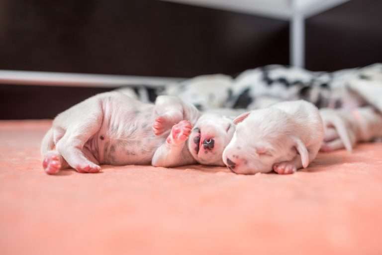 A-Wurf 5. Lebenstag (6)