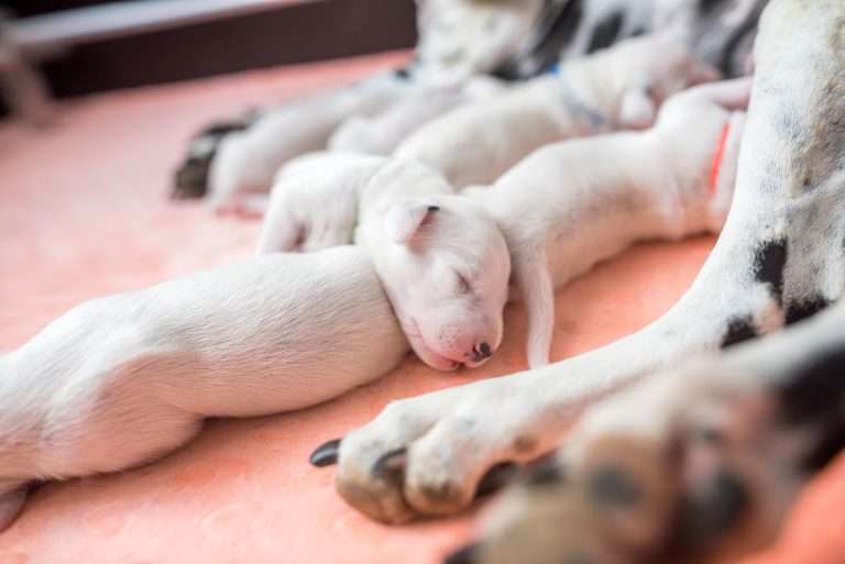 A-Wurf 5. Lebenstag (9)