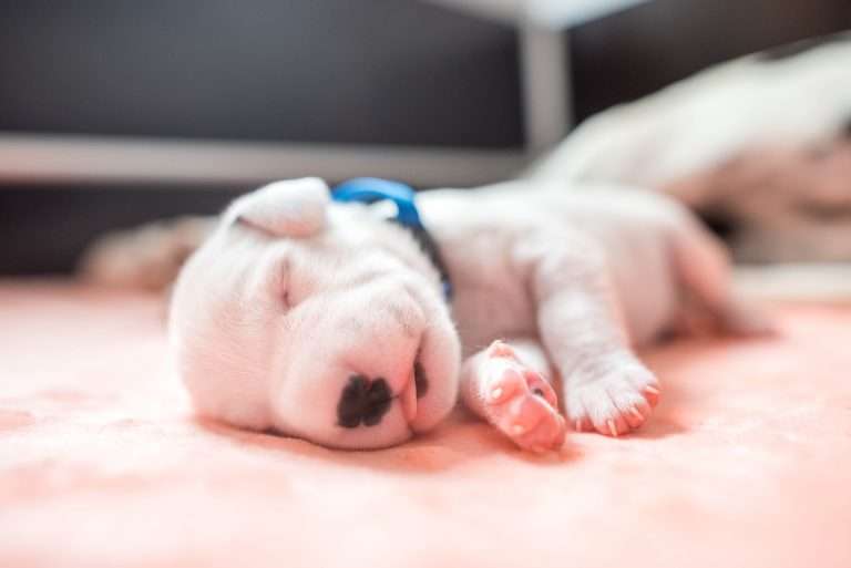 A-Wurf 7. Lebenstag (10)