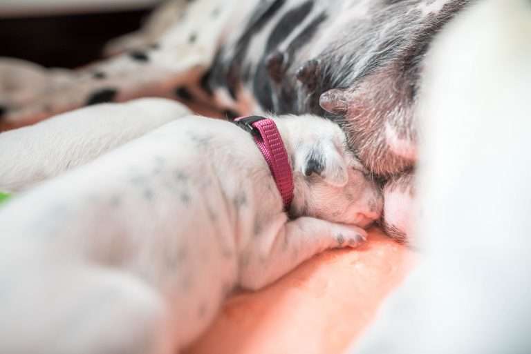 A-Wurf 7. Lebenstag (11)