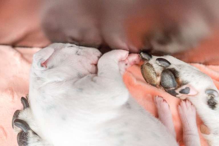 A-Wurf 7. Lebenstag (12)