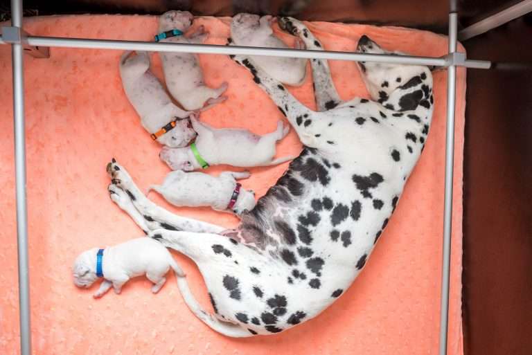 A-Wurf 7. Lebenstag (13)