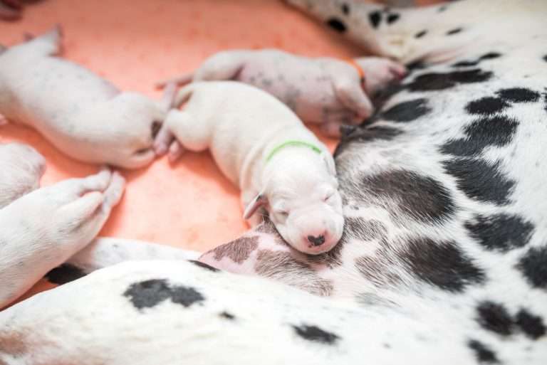 A-Wurf 7. Lebenstag (14)