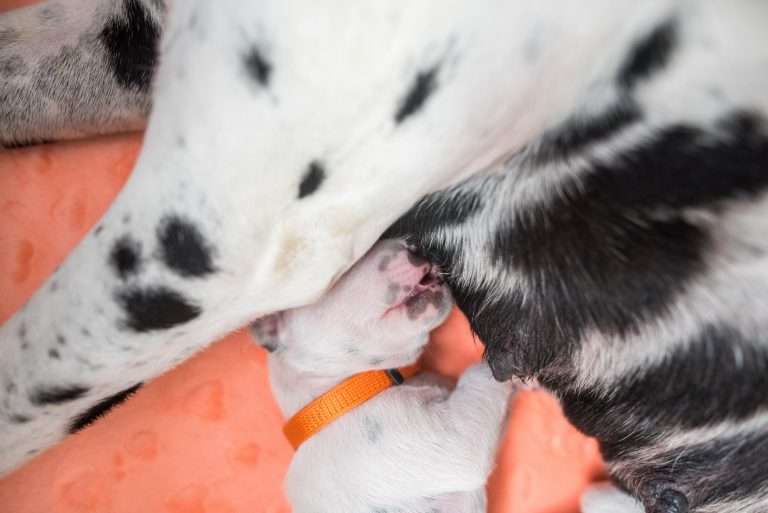 A-Wurf 7. Lebenstag (15)