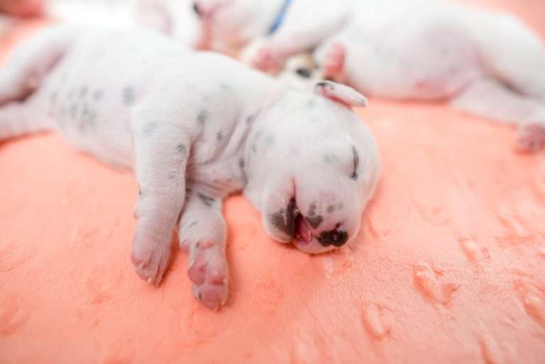 A-Wurf 7. Lebenstag (17)