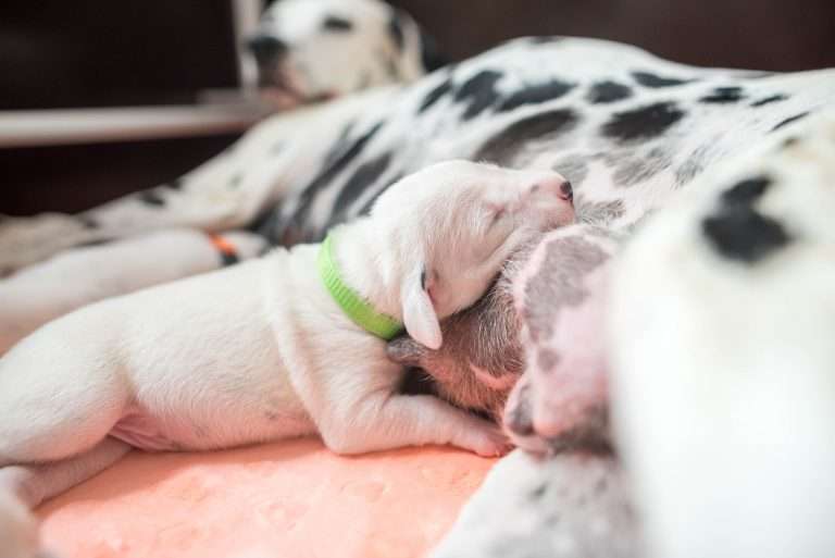 A-Wurf 7. Lebenstag (18)