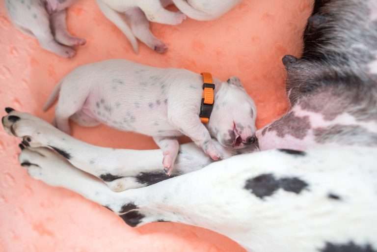 A-Wurf 7. Lebenstag (19)