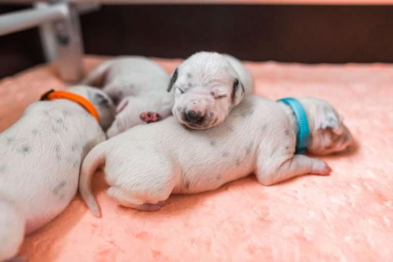 A-Wurf 7. Lebenstag (2)