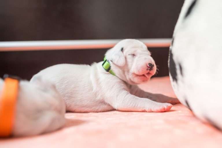 A-Wurf 7. Lebenstag (20)