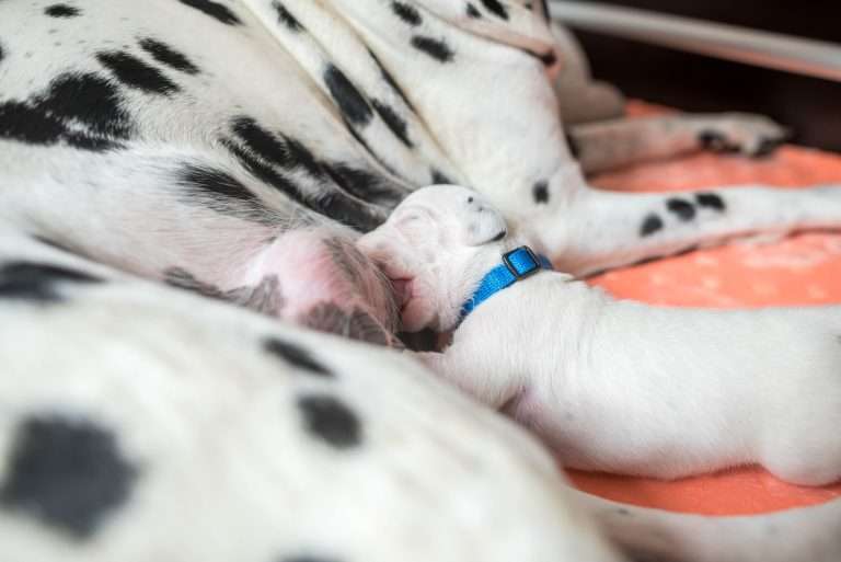 A-Wurf 7. Lebenstag (21)