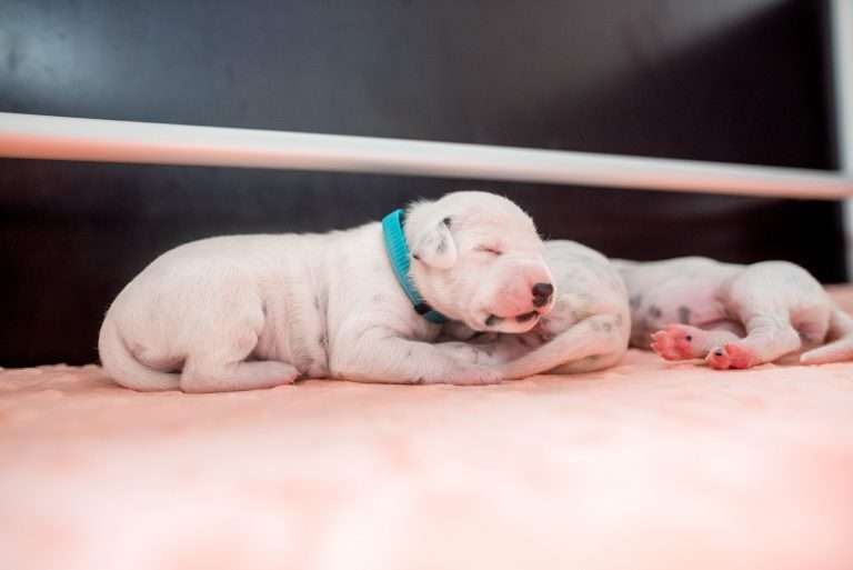 A-Wurf 7. Lebenstag (23)