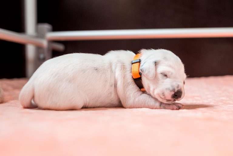 A-Wurf 6. Lebenstag (2)