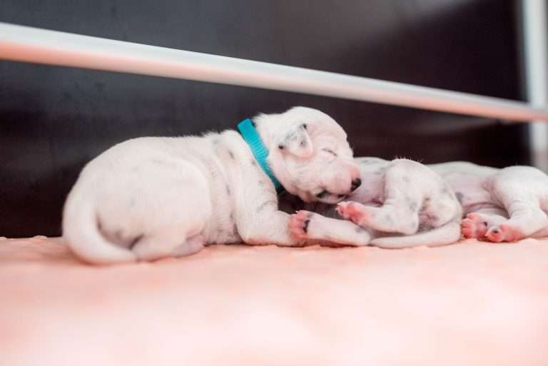 A-Wurf 6. Lebenstag (3)