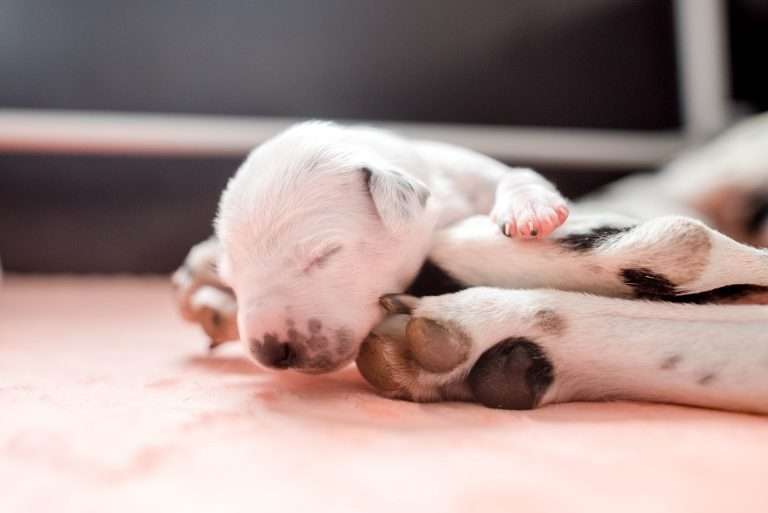 A-Wurf 7. Lebenstag (3)