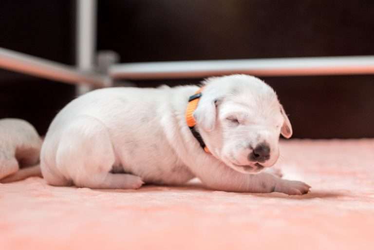 A-Wurf 6. Lebenstag (4)