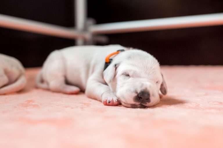 A-Wurf 6. Lebenstag (5)