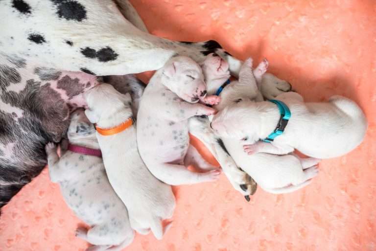 A-Wurf 6. Lebenstag (7)