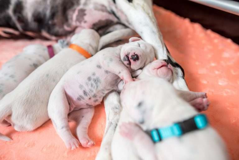 A-Wurf 6. Lebenstag (8)